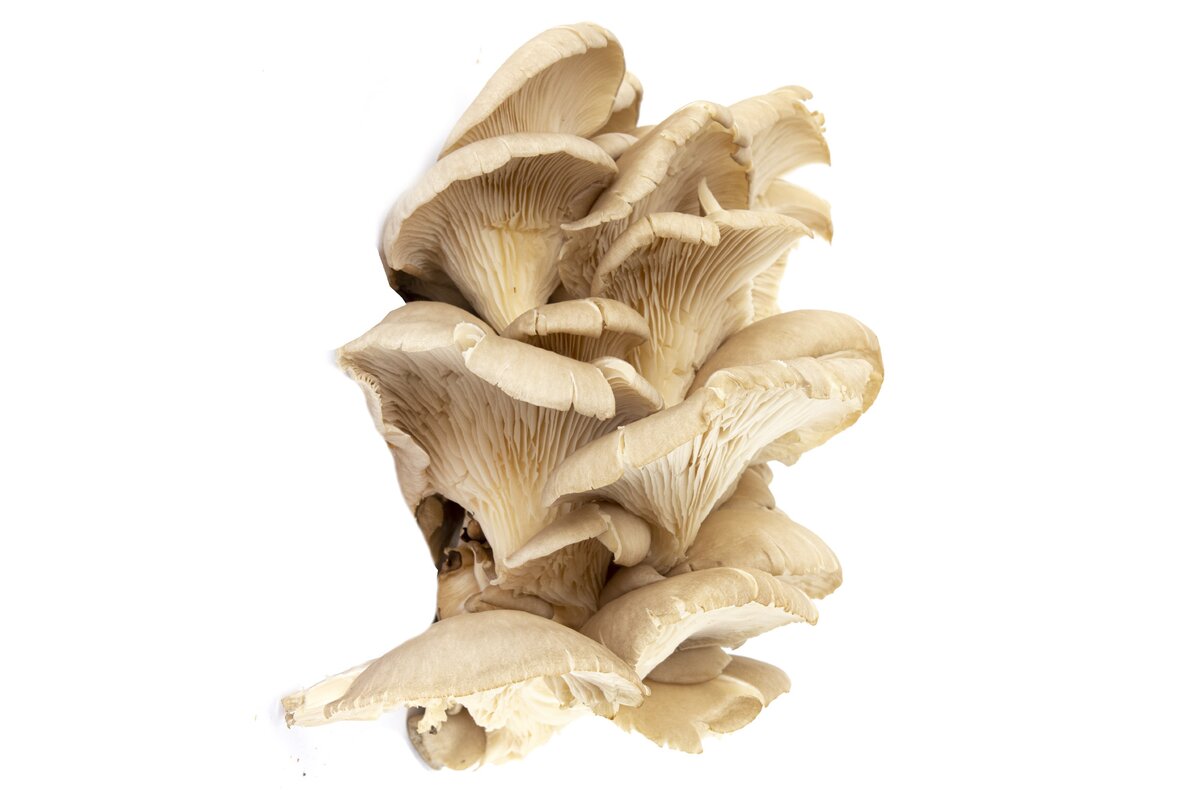 Hliva ustricová čerstvá 500 g