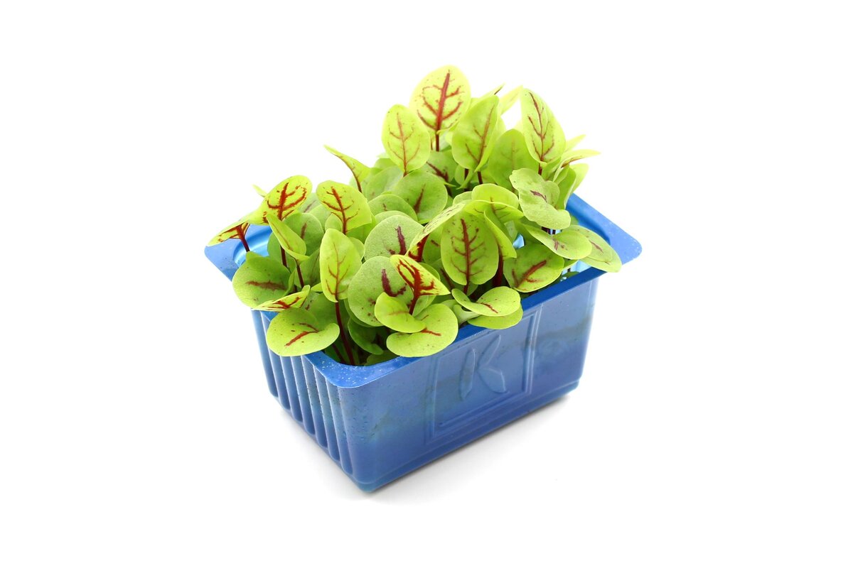 Žerucha Vene Cress (vanička)