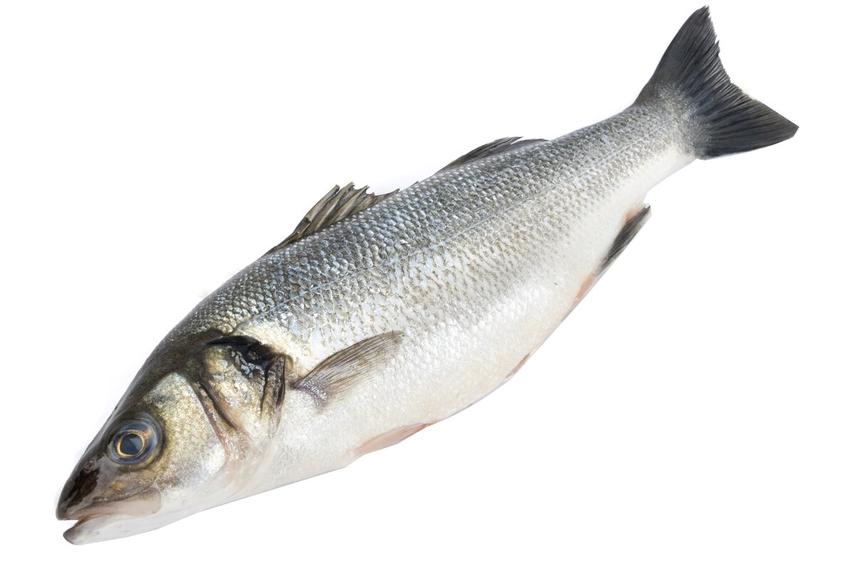 Ryba Morský vlk chladený cca 550 - 750 g