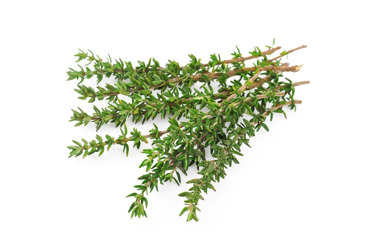 Bylinky - Tymian 30 g zväzok